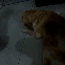 狗老师吃瓜视频大全,趣味横生的宠物日常