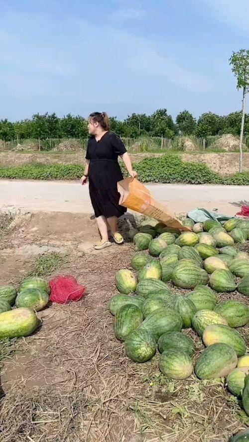 中国农村吃瓜,瓜果飘香，共享丰收喜悦