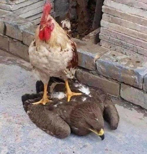 大鹅吃瓜酱,揭秘美食界的跨界新宠