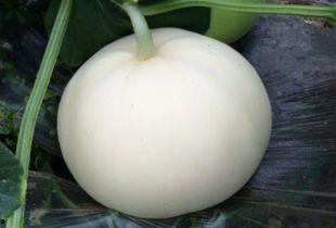 吃梨瓜舌头烂了